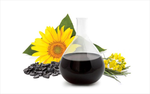sunflower_rapeseeds_concentrate640x400